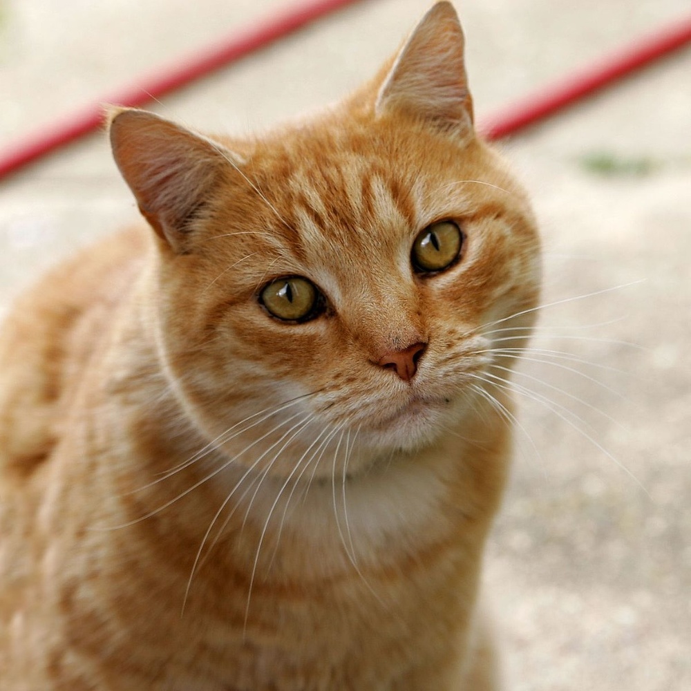 Meet your Posher, Zeynep